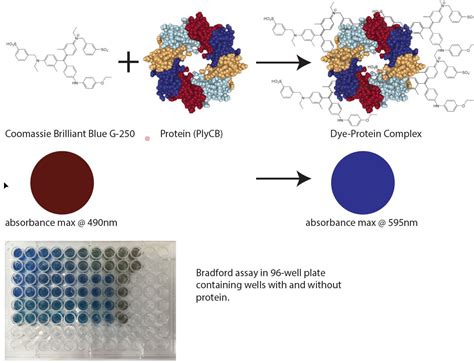 Bradford Protein Assay