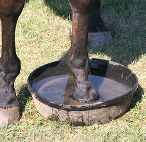 Treating a hoof abscess – Artofit