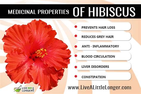 The Health Benefits Of Hibiscus Tea And Flower Are Plenty It Has