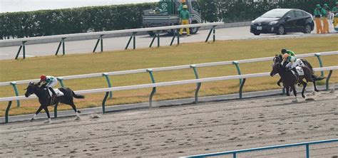 ＜京都競馬 6r 新馬戦＞デビュー戦を圧勝で飾ったエイカイソウル （撮影 中辻 颯太） ― スポニチ Sponichi Annex ギャンブル