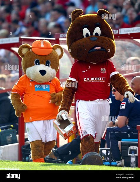 Blackpool Mascot Bloomfield Bear Left Stalks Barnsley Mascot Toby