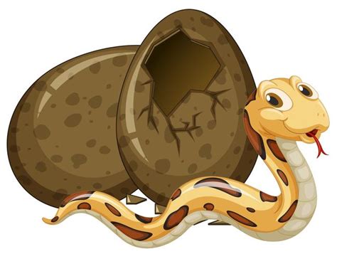 Brown snake hatching egg 526656 Vector Art at Vecteezy