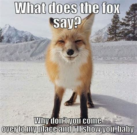 Funny Fox Memes (GOOGLE) | Foxes Amino