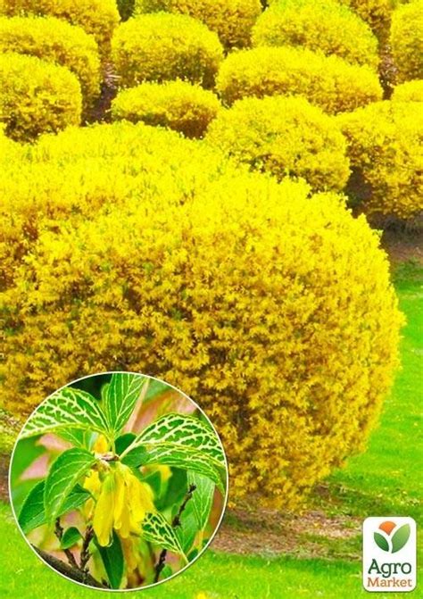 Форзиция корейская "Kumson" - Цветущие - купить в Одессе, Украине по ...