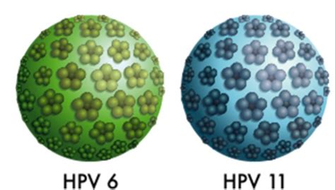 Chủng HPV 6 và 11 Gây Ra Bệnh Gì Có Nguy Hiểm Không