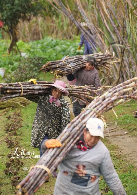 广西融水：立春时节农事忙【3】 图片频道 人民网