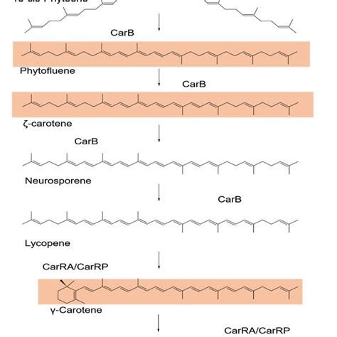 Hypothetical Pathway Of Monascus Pigment And Citrinin Biosynthesis The