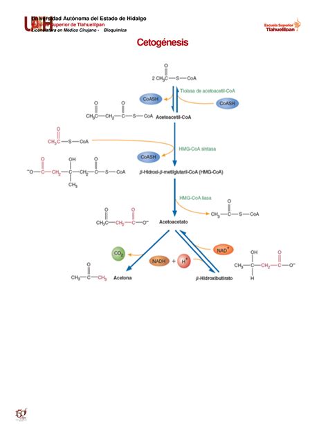Cetogénesis Universidad Autónoma del Estado de Hidalgo Escuela