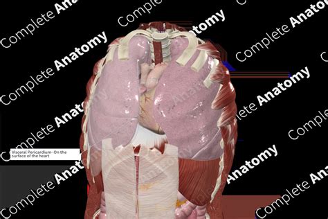 Visceral Layer of Serous Pericardium | Complete Anatomy