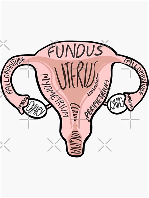 Anatomy Uterus Sticker For Sale By Mermaidssparkle Redbubble