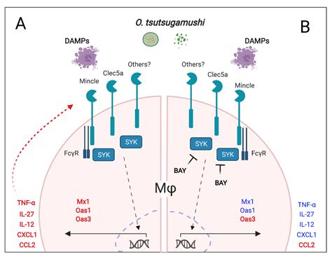 Pathogens Free Full Text Orientia Tsutsugamushi Infection