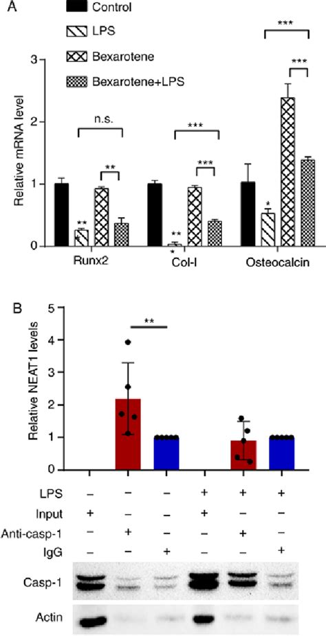 Figure From Lncrna Neat Ameliorates Lps Induced Inflammation In Mg