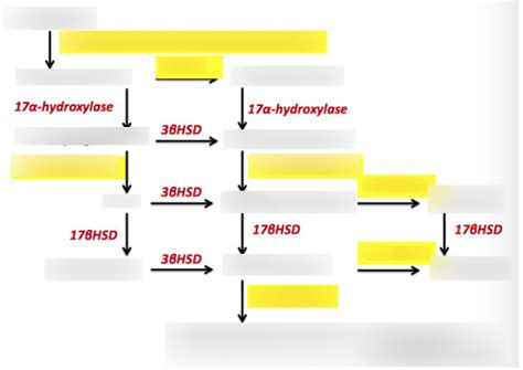 Ansc 2400 Synthesis Of Sex Steroid Hormones Diagram Quizlet