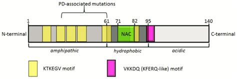 Schematic Representation Of Full Length α Synuclein Structure 140