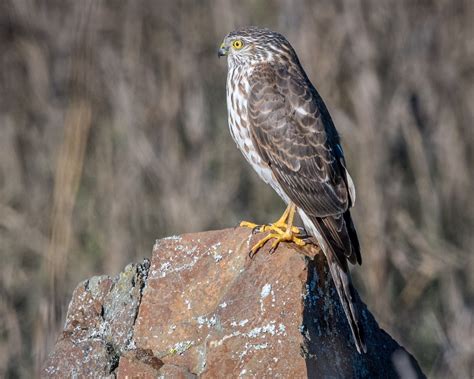 Sharp-shinned Hawk | Audubon Field Guide