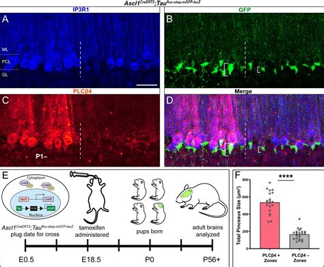 Figures And Data In Purkinje Cell Neurotransmission Patterns Cerebellar