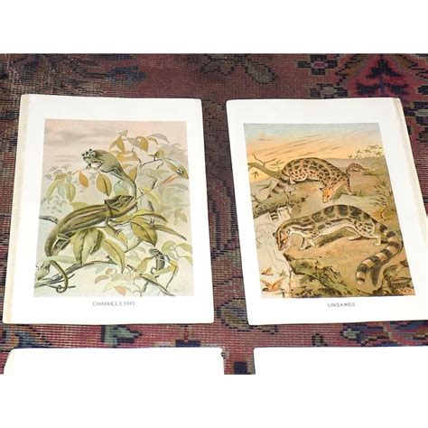 Antique 19th Century Animal/Fauna Lithographs - Set of 11 | Chairish