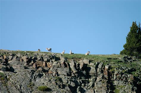 ADW: Ovis canadensis: INFORMATION