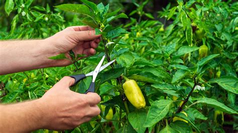 Mistakes To Avoid When Topping Your Pepper Plants