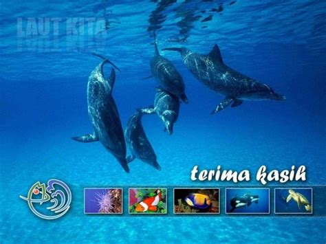 Program Prioritas Konservasi Jenis Ikan 2015 2019 PPT