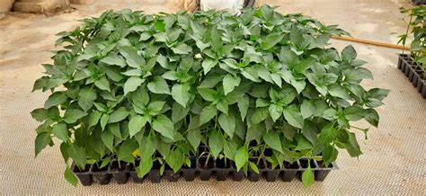 capsicum farming  kenya  complete cultivation guide farmers trend