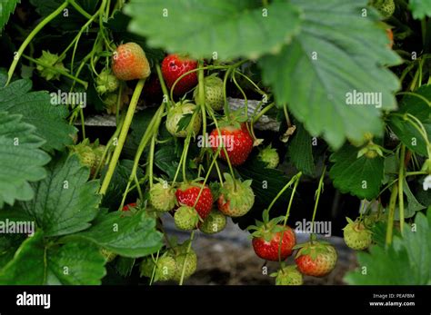 Plantas De Fresa Silvestres Que Crecen Silvestres Fotografías E