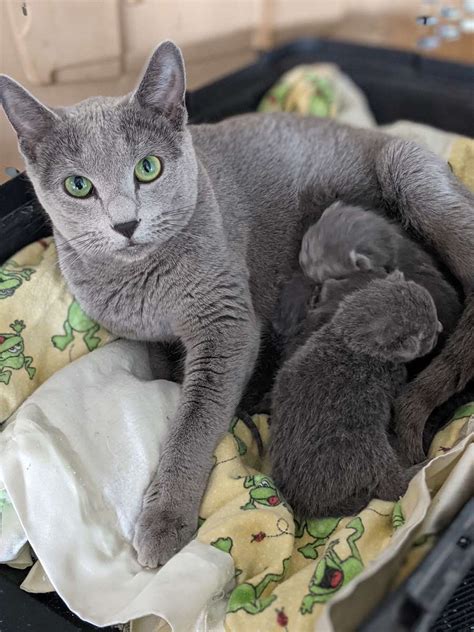 Russian Blue Kittens For Sale In Missouri Purebred Russian Blues