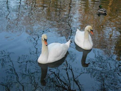 Two White Swans And Duck On Calm Water Free Image Download