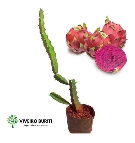 Muda De Pitaya Vermelha Polpa Vermelha Produz Em Vasos R Em