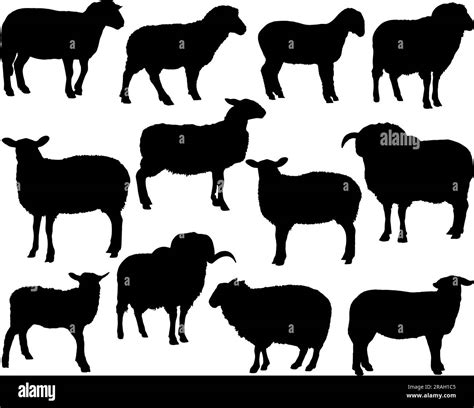 Set Of Sheep Silhouette Stock Vector Image Art Alamy