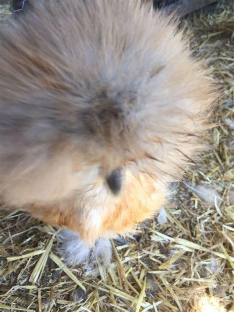 6 Bearded Silkie Hatching Eggs Variety From Color Separate Pen NPIP