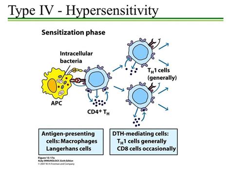 Type IV Hypersensitivity Reaction Or Delayed Type Hypersensitivity DTH