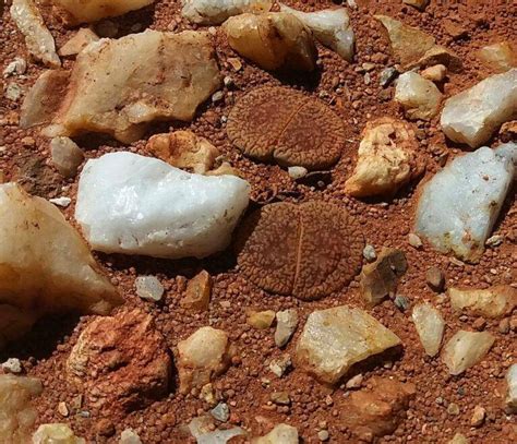 Lithops Aucampie Il Fiore Tra Le Spine