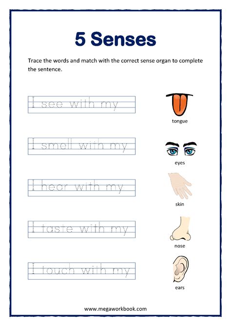 Five Senses Worksheets For Preschool And Kindergarten Megaworkbook