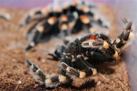 Mexican Redknee Tarantula Brachypelma Smithi Shedding it`s Skin Molting Stock Photo - Image of ...