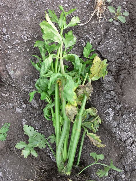 Saule Crevette Maladie Anthracnose 5