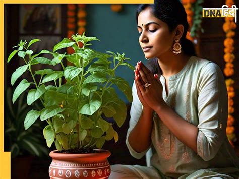 Dhanteras 2024 Tulsi Upay गृहक्लेश और कर्ज से हैं परेशान तो धनतेरस पर