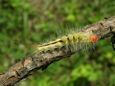 White Marked Tussock Moth Caterpillar Project Noah