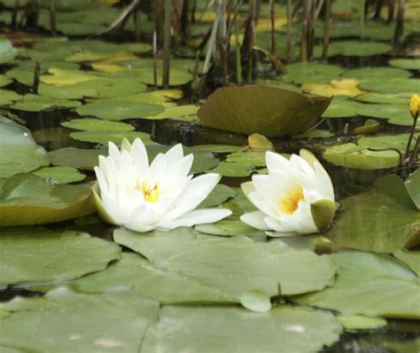 Premium Photo White Water Lilies Growing On Pond