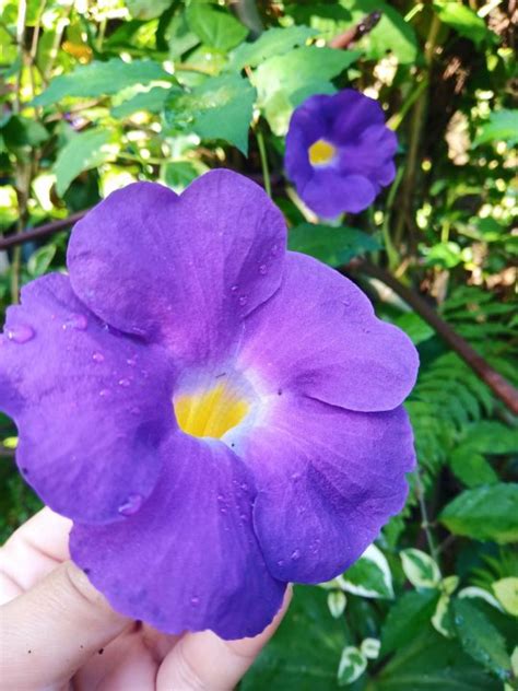 PURPLE FLOWER | Lazada PH