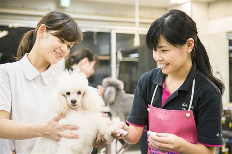 トリマーの仕事の内容と、なるために必要なこと ちば愛犬動物フラワー学園