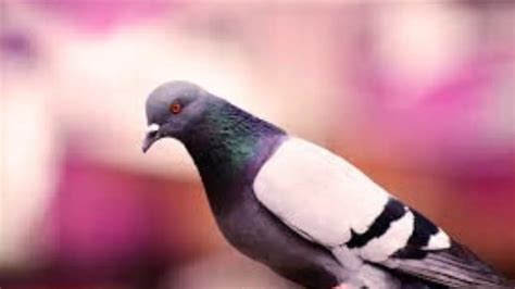 German Town To Mass Kill Pigeons We Have The Facts Checked