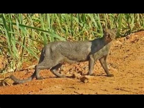 Gato mourisco na minha ceva animal ameaçada em extinção Jaraguarundi