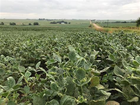 Dicamba Use Requires Precautions