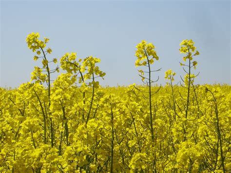Горчица В Цвету Фото — Фото Картинки