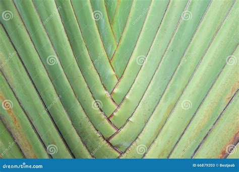 Traveler S Palm Tree Royalty Free Stock Photography Cartoondealer