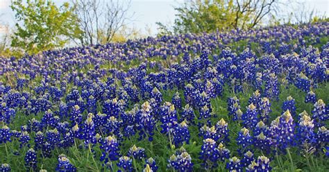 The State Flower Of Texas Bluebonnets Lupinus Texensis The Garden