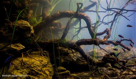 Japurá River at dawn, Colombia, 180 L – Biotope Aquarium