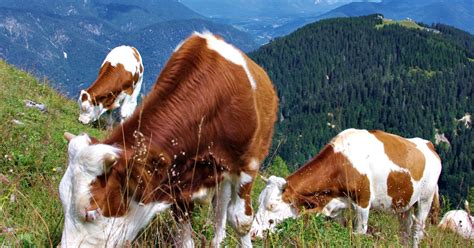 Bovino Pezzata Rossa Italiana