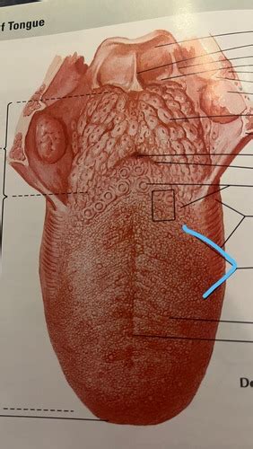 Bms Unit Iv Lab Digestive System Flashcards Quizlet